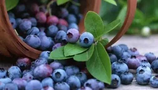 蓝莓一天吃多少为宜(蓝莓的功效与作用)