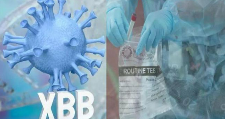 XBB毒株（专家表示，XBB可能会缩短免疫保护期，产生新的突变体或逃离免疫屏障）