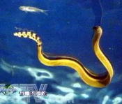 海蛇都是有毒的吗(小型观赏海蛇有毒么)
