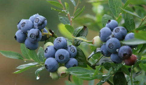 蓝莓一天吃多少为宜(蓝莓一天吃多少颗恰到好处)