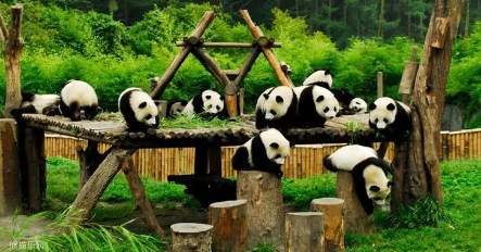 熊猫是素食动物还是肉食动物(熊猫最早是肉食动物)