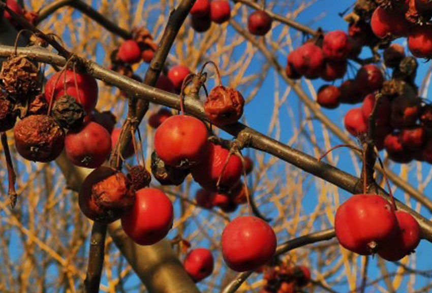 冬红果盆景栽培造型技术与管理