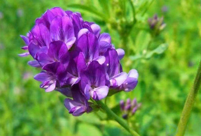 紫花苜蓿播种方法(紫花苜蓿种植技术规程)