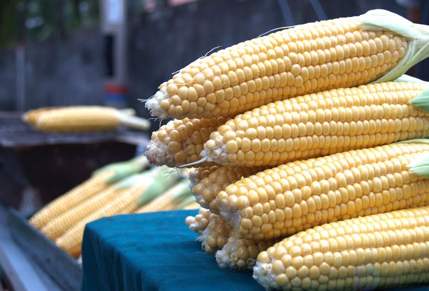 农大372玉米种生长期多少天