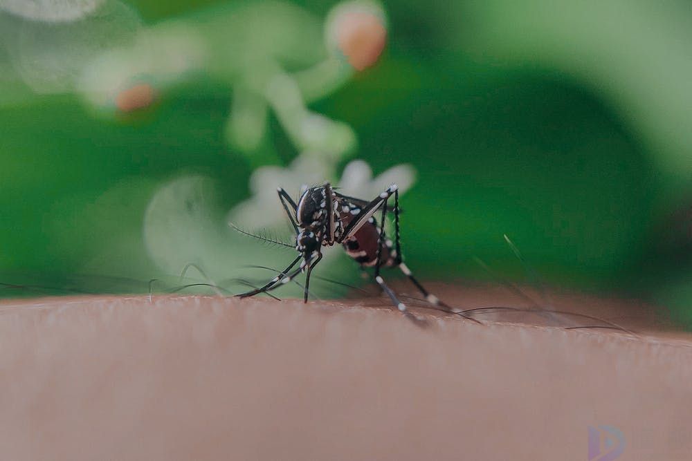 为什么被蚊子咬了会痒
