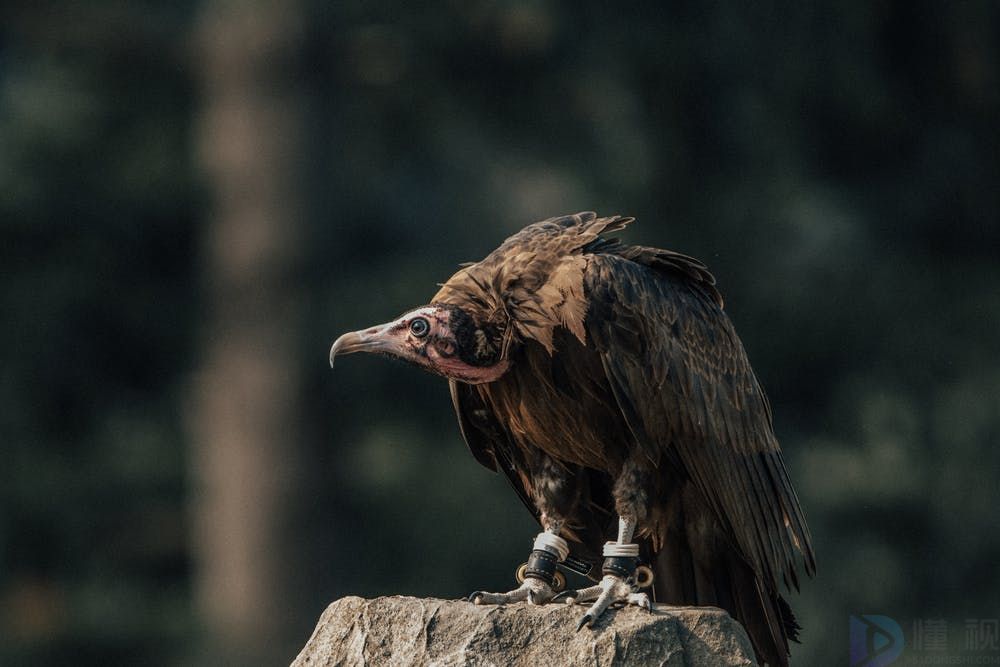 秃鹫的秃顶与饮食习惯的关系(秃鹫的秃顶与饮食习惯的关系)