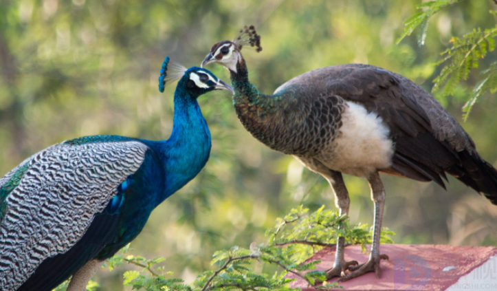 绿孔雀和蓝孔雀的区别分类