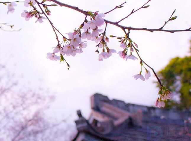 和卧听桃花雨相似句子