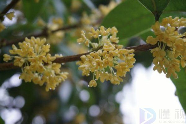 桂花莲藕粉的功效