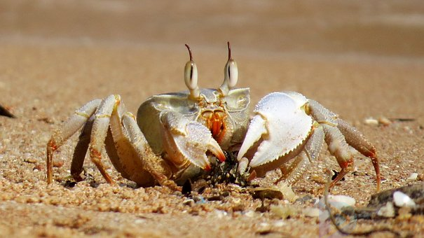 吃螃蟹过敏了怎么办(打了九价吃螃蟹过敏了怎么办)