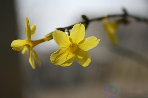 连翘与迎春花的区别(连翘与迎春花的区别是什么)