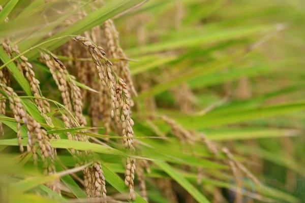 有机大米是转基因的吗能吃吗