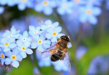 被蜜蜂蛰伤怎么办教学反思
