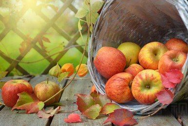 苹果是什么季节的水果(苹果是什么季节的水果呢)