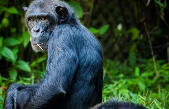 为什么说黑猩猩是一种高等的动物(黑猩猩为什么不是人)