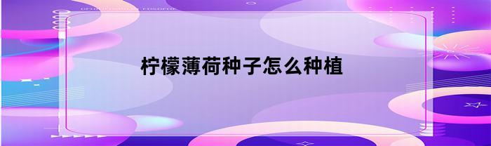 柠檬薄荷种子怎么种植(柠檬薄荷种子种植方法)